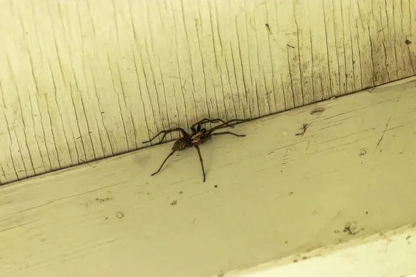 白色旧油漆上的一只棕色大蜘蛛 — 图库照片