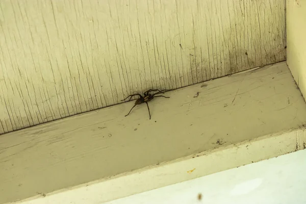 白色木梁上的大型褐色蜘蛛 — 图库照片