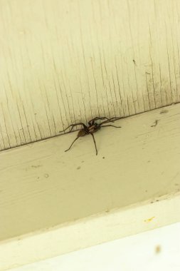 Beyaz ahşap üzerinde büyük bir ev örümceği