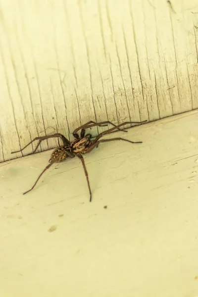 白色木头上的一种大的褐色蜘蛛 — 图库照片
