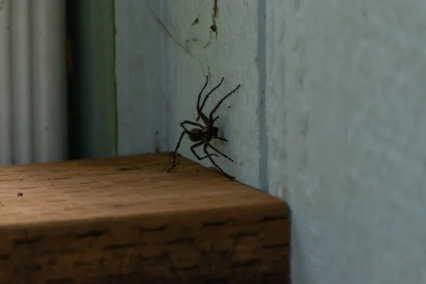 Una araña de casa común en un tablero de cubierta —  Fotos de Stock