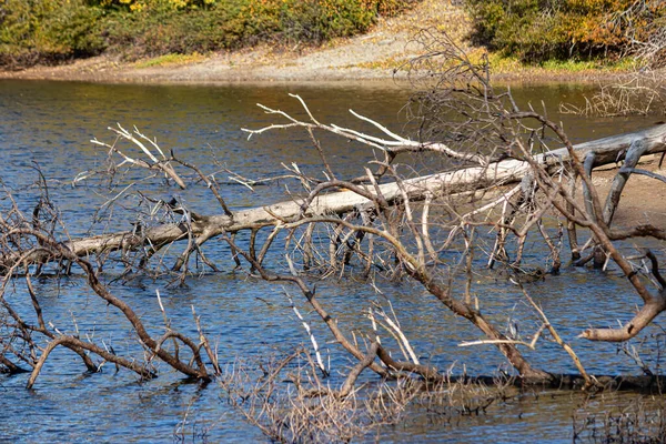 Branches of a dead tree in a pond — Stock Photo, Image