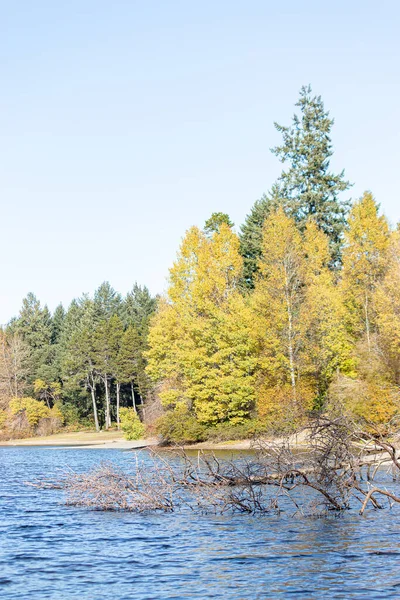 Ein umgestürzter Baum im blauen Seewasser — Stockfoto