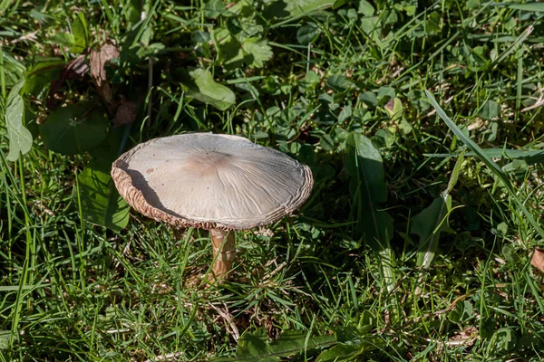 Bruna svampar som växer i gräs och mossa — Stockfoto