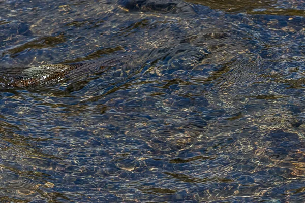 De vin van een zalm in een stromende rivier — Stockfoto