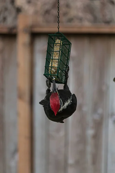 Pileated vuxen hackspett sittande på en fågel matare — Stockfoto
