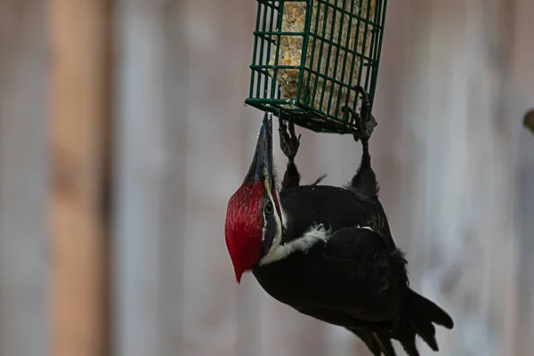 Pileated vuxen hackspett sittande på en fågel matare — Stockfoto