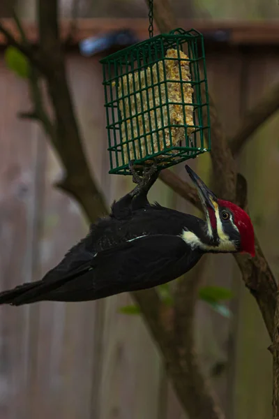 Pileated vuxen hackspett sittande på en fågel matare — Stockfoto