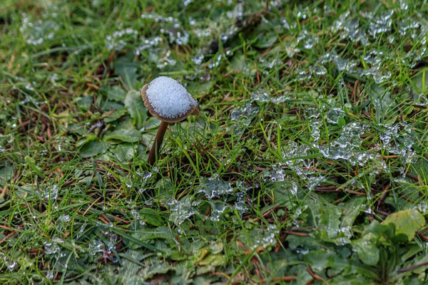 Високий гриб, що росте з газону зі снігом, зібраним на ньому — стокове фото
