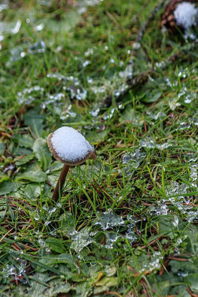 その上に雪が積もって芝生から成長する背の高いキノコ — ストック写真
