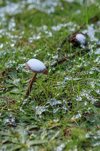 Hoge paddenstoel groeit uit het gazon met sneeuw verzameld op de top van het — Stockfoto