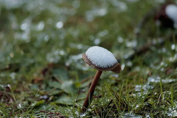 Grand champignon poussant hors de la pelouse avec de la neige recueillie sur le dessus — Photo