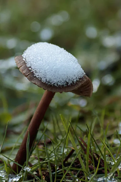 Cogumelo alto crescendo fora do gramado com neve coletada em cima dele — Fotografia de Stock