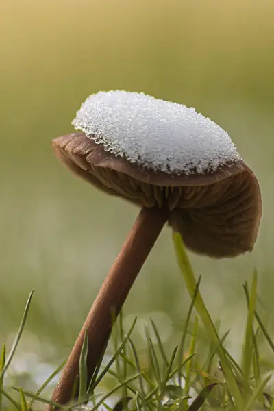 Hoge paddenstoel groeit uit het gazon met sneeuw verzameld op de top van het — Stockfoto