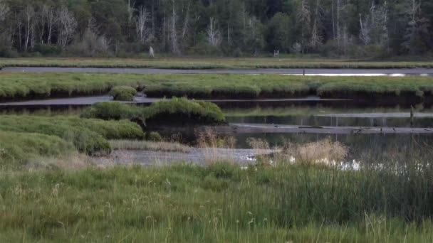 Insectes et oiseaux survolant un marais sauvage au début du printemps — Video