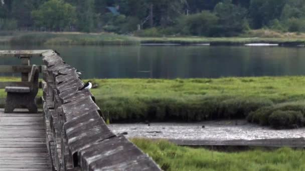 Oiseaux assis et volant autour d'une promenade — Video