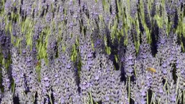 Bijen vliegen door lavendel in een zacht briesje — Stockvideo