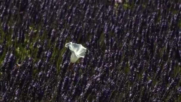 Gloria de la mañana en medio de la espesa lavanda — Vídeos de Stock