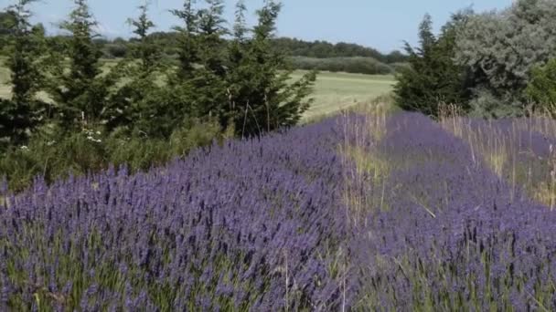 Långa rader av lavendelväxter på ett stort fält — Stockvideo