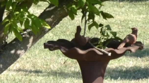 Vieux bain d'oiseau brun à l'ombre — Video