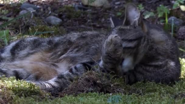 Серый полосатый кот снаружи на лужайке перед домом — стоковое видео