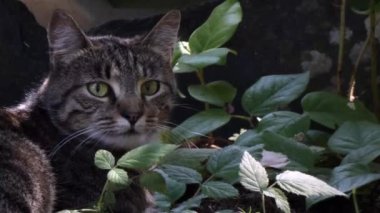 Gri çizgili kedi ön bahçede çimenlikte.