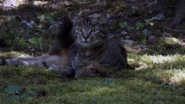 Grijs gestreepte kat buiten in de voortuin gazon — Stockvideo