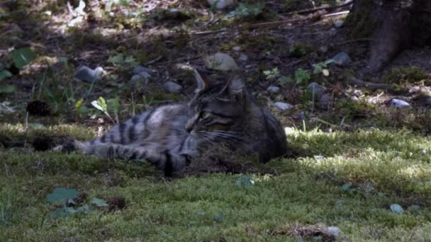 Gato listrado cinza fora no gramado do jardim da frente — Vídeo de Stock