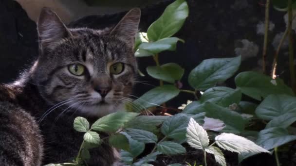 Grå randig katt utanför i trädgården gräsmatta — Stockvideo