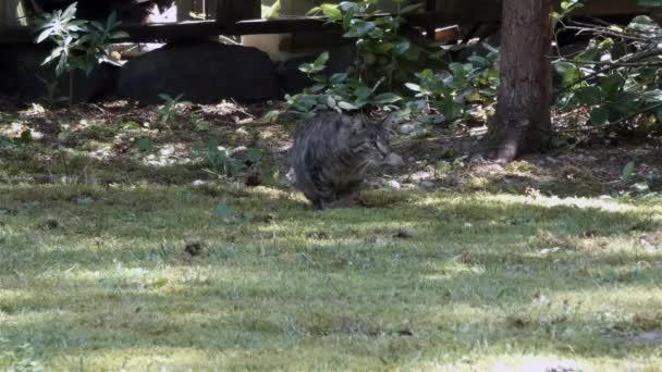 外面前院草坪上的灰条纹猫 — 图库视频影像