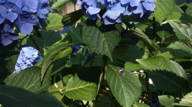 Beyaz çizgili kanatlı siyah güve.