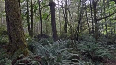 Loş bir yağmur ormanına doğru giden yol.