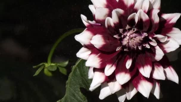 Φωτεινά πολύχρωμα λουλούδια ανθίζουν στις αρχές της άνοιξης — Αρχείο Βίντεο