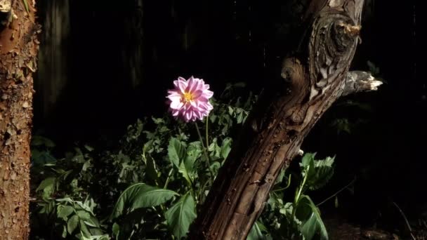 Φωτεινά πολύχρωμα λουλούδια ανθίζουν στις αρχές της άνοιξης — Αρχείο Βίντεο