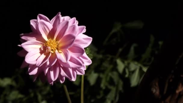 Flores coloridas brilhantes florescendo no início da primavera — Vídeo de Stock