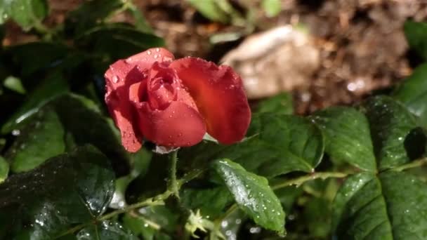 Leuchtend bunte Blumen blühen im zeitigen Frühling — Stockvideo