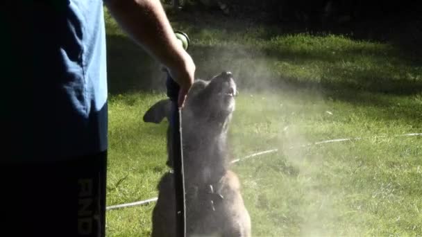 Persona in camicia blu che nebbia un cane — Video Stock