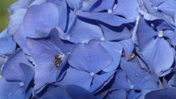 Kleine gelbe und schwarze Bienen fliegen umher — Stockvideo