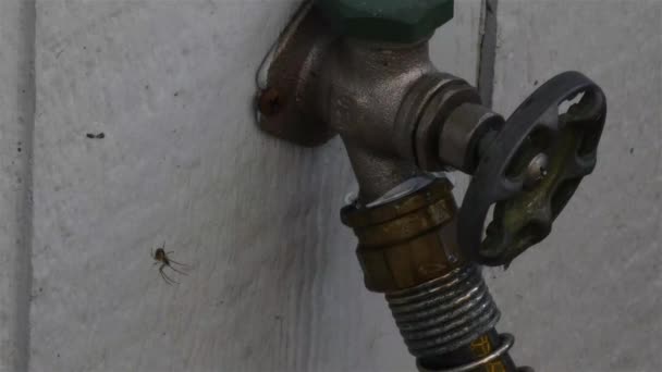 Leaky hose faucet with a small spider in a web — Stock Video