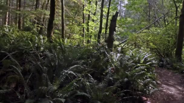 Sentier menant à travers une forêt tropicale faiblement éclairée — Video