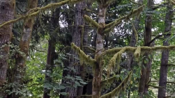 Тропа, ведущая через тускло освещенный дождевой лес — стоковое видео