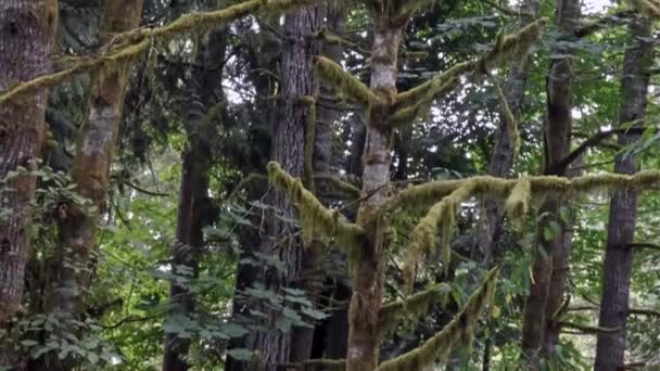 Trilha que conduz através de uma floresta tropical mal iluminada — Vídeo de Stock