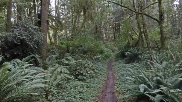 Stig som leder genom en svagt belyst regnskog — Stockvideo