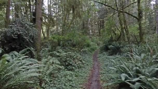 sentier menant à travers une forêt tropicale faiblement éclairée 