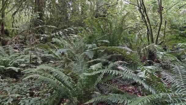 Stig som leder genom en svagt belyst regnskog — Stockvideo