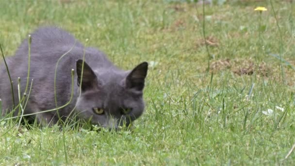Тощий седой коротковолосый бродячий кот снаружи жует траву — стоковое видео