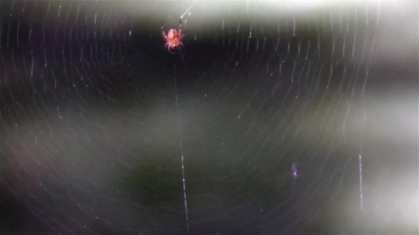 Liten orange trädgård spindel bygga ett stort nät — Stockvideo