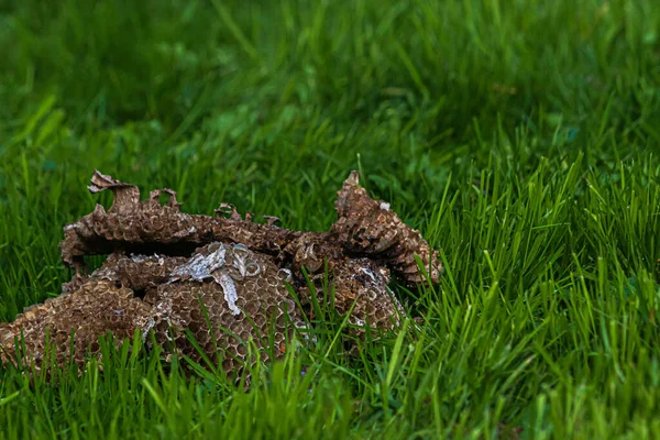 Πεσμένη παλιά εγκαταλελειμμένη φωλιά σφήκας στο έδαφος — Φωτογραφία Αρχείου