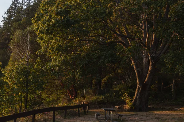 Luce del sole che scorre tra gli alberi vicino al tramonto — Foto Stock