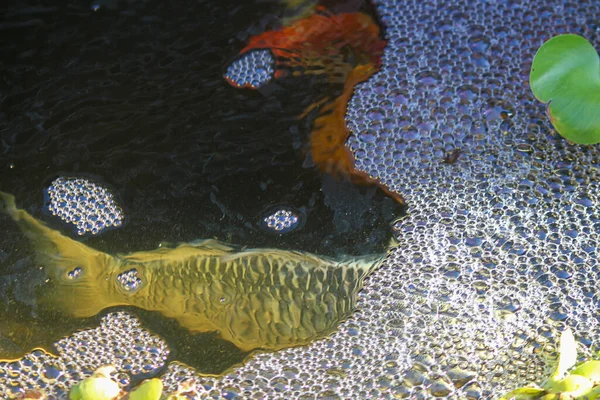 gold and red koi fish swimming under bubbles